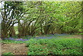 Coppiced trees and bluebells, Fletching Common in BN8 4QX