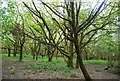 Woodland, Fletching Common in BN8 4QX