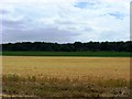 Arable land near Tuddenham in IP28 6SG