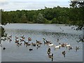 Flotilla of birds on Fendrod Lake, Llansamlet, Swansea in SA6 8RJ