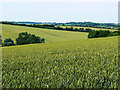 Wheat field near the bridleway to Preston in SN8 2HF