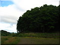 Woodland on White Hill in FK9 4LT
