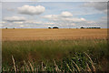 Field of barley near Wentford Farm in CO10 8QT