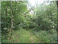 Path through the woods in GL2 8AD