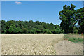 Wheat field by Birchett Copse in RH2 8HB