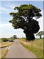 Tree on the Middlegate Road in DN20 0QF