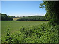 Field near Edards Wood in TN25 5JU