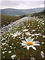 Ox-Eye Daisies by Nant Hir in CF32 8AA