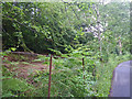Densely forested native woodland south of the A827 Road in PH15 2YH