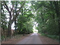 Wooded road near Stoneholme in DN21 4LG