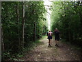 Walking through woodland near Barnrooden Farm in CV47 7RY