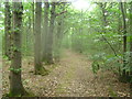 Footpath in Farthings Wood in CT6 7LH