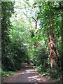 Lover's walk, near Southampton University in SO17 3RE