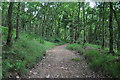 Exmoor : Wimbleball Woodland Path in TA4 2JG