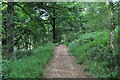 Exmoor : West Hill Woodland Path in TA4 2JG