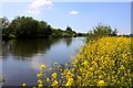 The River Thames at Benson in OX10 8LJ
