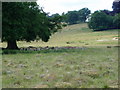 Fallow deer in Petworth Park in GU28 9LT