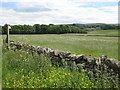 Pastures northwest of Burn House in NE49 0PG
