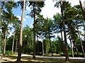 Wendover Woods (picnic area) in HP22 5TA