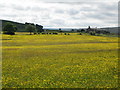 Buttercup meadows south of Lanehead in NE49 0NU