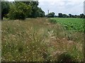 Field edge footpath in WR11 7RU