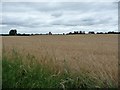 Wheat field alongside Crindle Carr Lane in DL7 9DS