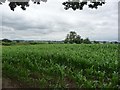 Corn field off Whinny Bank in Coxwold