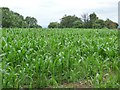 Corn field and trees in Coxwold