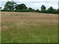 Wheat field and trees in Coxwold
