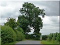 Trees at the road junction in Coxwold