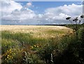 Field of barley near High Lanes in TR7 3HU