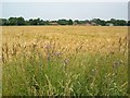 Barley, Sharp Street, near Catfield in NR29 5AF
