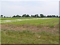 Salad field, near Catfield in NR29 5DA