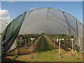 Strawberry Polytunnel in CT3 1SD
