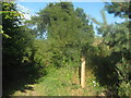 Footpath and track junction in Trenleypark Wood in CT2 0DW