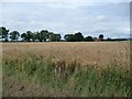 Wheat field in front of Crowtree House in YO7 3BH