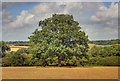 Tree by bridleway in HP4 1QT