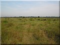 Grazing marsh, towards Martham in NR29 5NE