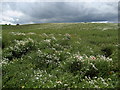 Floral Display near Eaglescliffe in TS17 5HD