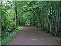 Footpath through the woods in RH1 5AS
