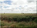 Wheatfield in PE32 2DU