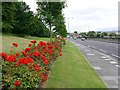Roses along Sunderland Road in Tyne & Wear