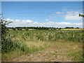 Cultivated fields north of Dunham Road in PE37 8DJ