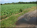 Sugar beet crop north of Sporle Road in PE32 2DE