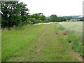 Uncultivated field margin beside a rural lane in PE32 2BT