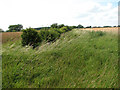 Overgrown ditch separating two cultivated fields in PE32 2DB