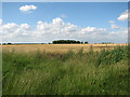 A field of ripening wheat south of Osier Plantation in PE32 2DB