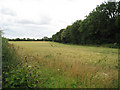 Wheat Field off Canterbury Road in CT15 7HJ