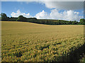 Wheat Field, Alkham Valley in CT18 7AS