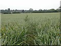 Footpath through Wheat in Upton